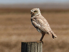 Burrowing Owl, ENDANGERED - from the archives