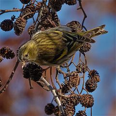 Siskin high up in a tree