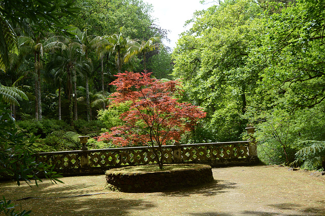 Azores, Island of San Miguel, Red Leaves in the Park of Terra Nostra