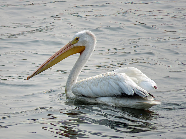 American White Pelican on a city pond