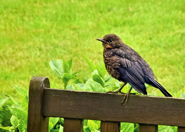 A Juvenile Blackbird.