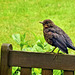 A Juvenile Blackbird.