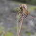 Tragopogon dubius, Canada
