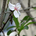 Fleur d'amandier sauvage;le printemps approche....gare aux températures hivernales annoncées  cette semaine...