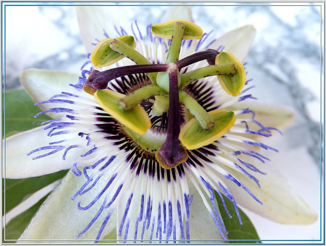 Blaue Passionsblume. (Passiflora)  ©UdoSm