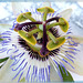 Blaue Passionsblume. (Passiflora)  ©UdoSm