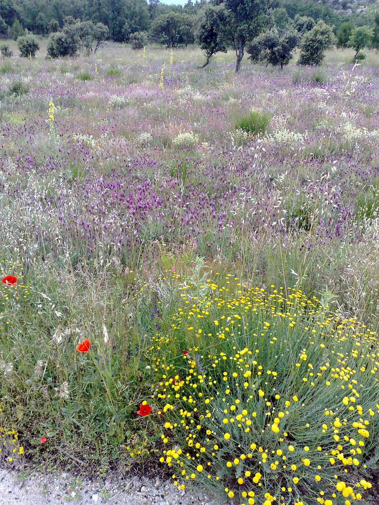 La Cabrera, Cantueso - wild flower meadow. Z and full screen, please!