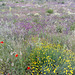 La Cabrera, Cantueso - wild flower meadow. Z and full screen, please!