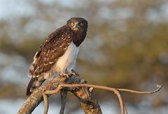 Circaète à poitrine noire (Black-chested snake eagle )