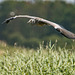 A heron in flight.2jpg