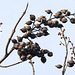 20200315 6745CPw [D~LIP] Blauglockenbaum (Paulownia tomentosa) Frucht, UWZ, Bad Salzuflen