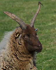 Ashwell sheep