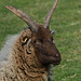 Ashwell sheep