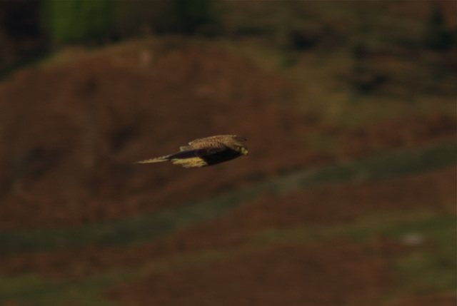 Kestrel in flight 3
