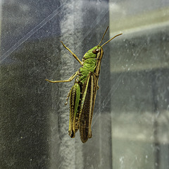 Grasshopper from the left