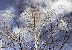 Silver Birch sky and clouds