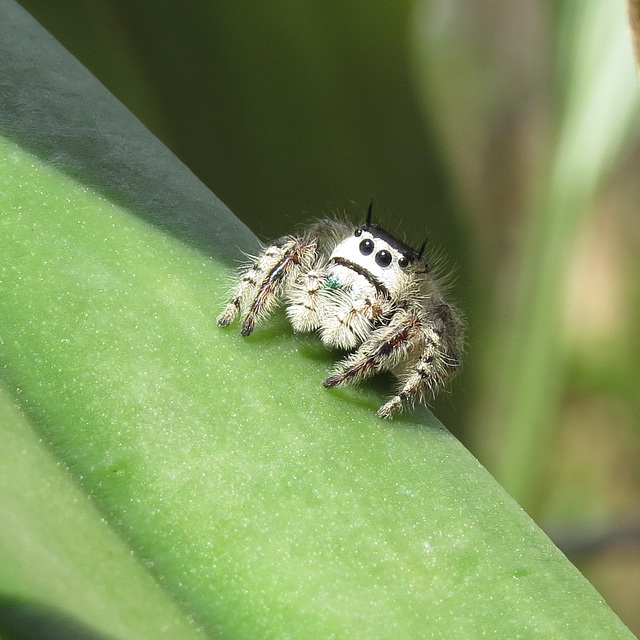 Jumping spider on orchid leaf
