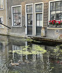 Ducky Delft
