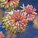 Blüte der Aloe camperi