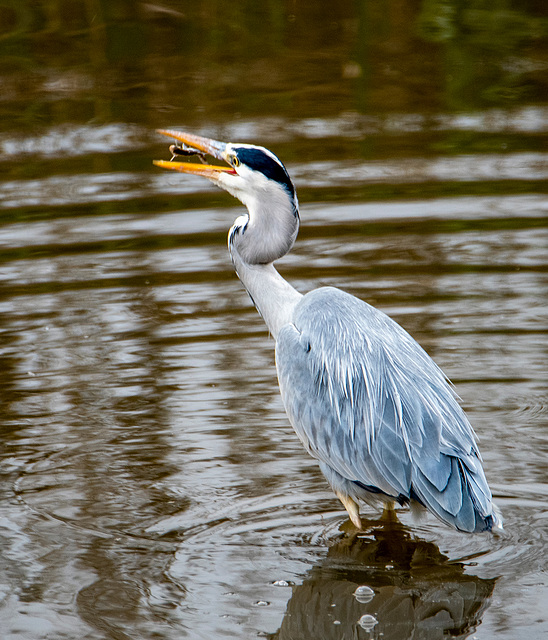 A heron tossing a fish