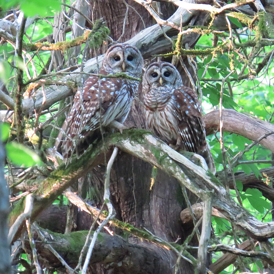 Barred owls in juniper tree