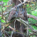 Barred owls in juniper tree