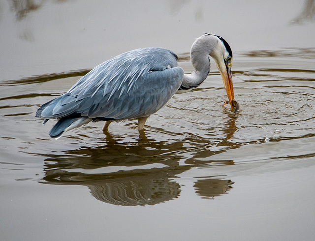 A heron with its fish - Copy