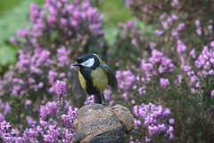 Bird of the day: Great Tit
