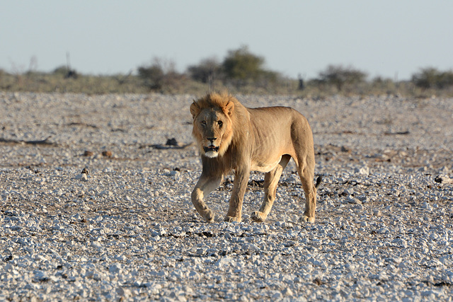 Namibia, Etosha National Park, Lion Approaching Watering Hole