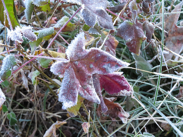 Frost on sweetgum leaves
