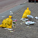 Gulls no longer scared by yellow bags