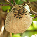 Wasp nest, Blue Waters Inn, Tobago