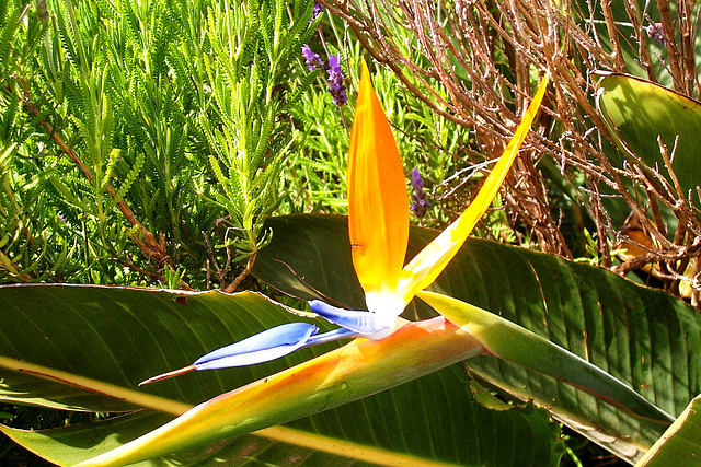 ES - Los Realejos - Flower seen at El Monasterio