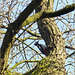 Finally I found my Woodpecker high in the tree... ;)