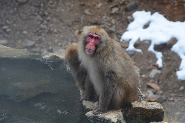 Japan, Jigokudani Yaen-Kōen Snow Monkey Park, Japanese Macaque at the Hot Spring