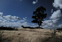Eucalyptus & Peiki, Estrelinha's grave, Penedos, Dry season