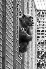 Schimpanse (Tierpark Schwaigern)
