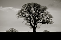Lone tree near Bishops Wood