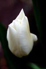 ... toutes les tulipes ne se prénomment pas Fanfan ...