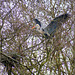 Grey heron was making his new Nest...