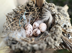 Hirundo rustica eggs