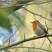 Cute Robin was singing for me... Loved it!