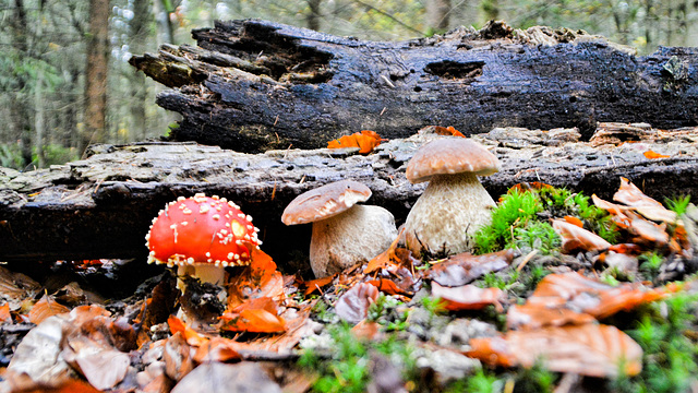 Two porcini mushrooms and one fly agaric