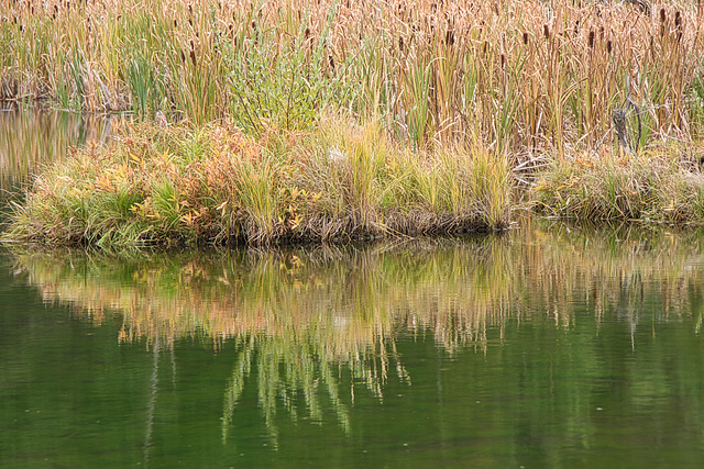 pond colours at Cypress Hills
