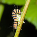 CaterpillarIMG 5995