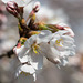 Cherry blossoms blooming