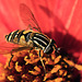 Tiger Hoverfly (Helophilus pendulus)
