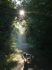 Waldweg, Morgensonne und Lena