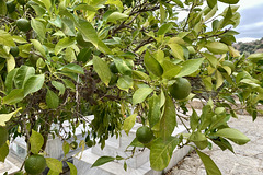 Crete 2021 – Olives
