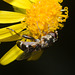 HoverflyIMG 5994